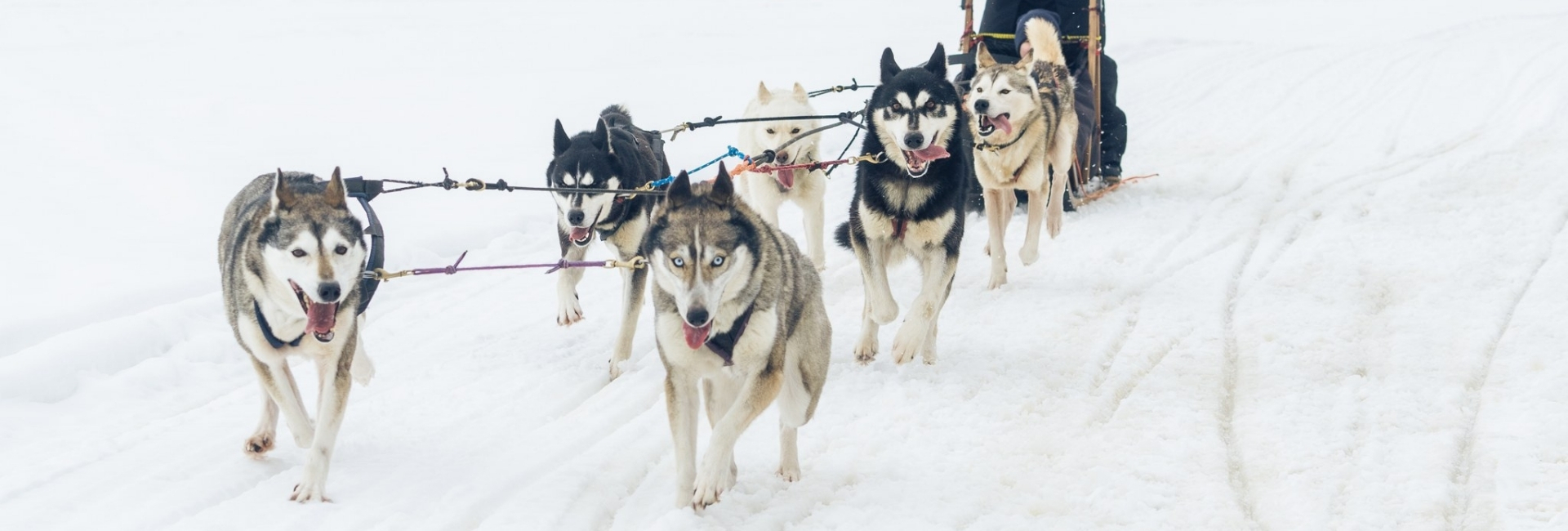 Husky safari in Juuka