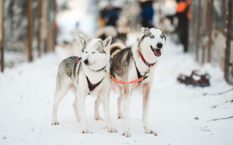 Husky safari in Juuka