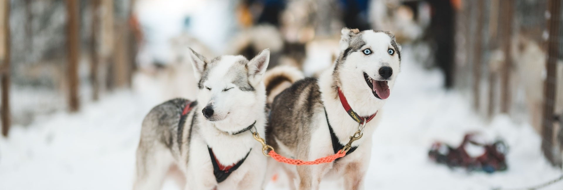 Huskysafari Juuassa